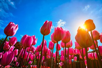 Image showing Blooming tulips against blue sky low vantage point