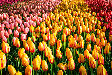 Image showing Blooming tulips flowerbed in Keukenhof flower garden, Netherlands