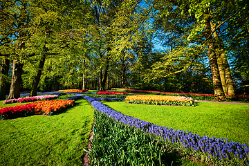 Image showing Blooming tulips flowerbed in Keukenhof flower garden, Netherland