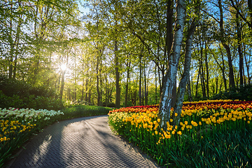 Image showing Keukenhof flower garden. Lisse, the Netherlands.