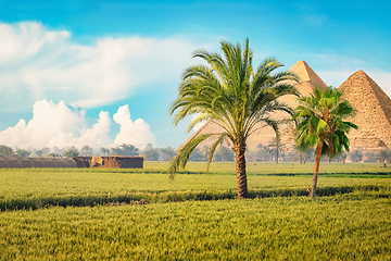 Image showing Egyptian pyramids in green field