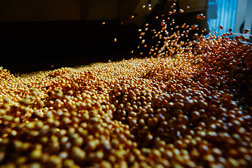 Image showing Soy Bean Seed before crack. Shallow dof.