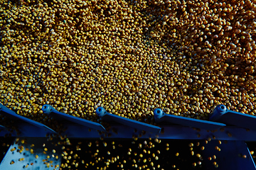 Image showing Soy Bean Seed before crack. Shallow dof.