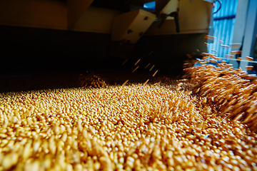 Image showing Soy Bean Seed before crack. Shallow dof.