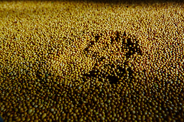 Image showing Soy Bean Seed before crack. Shallow dof.