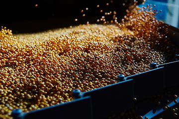 Image showing Soy Bean Seed before crack. Shallow dof.