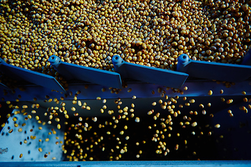 Image showing Soy Bean Seed before crack. Shallow dof.