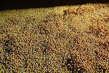 Image showing Soy Bean Seed before crack. Shallow dof.