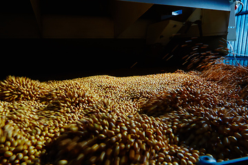 Image showing Soy Bean Seed before crack. Shallow dof.