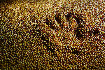 Image showing Soy Bean Seed before crack. Shallow dof.