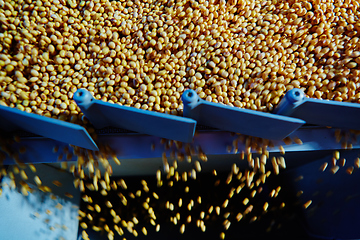 Image showing Soy Bean Seed before crack. Shallow dof.