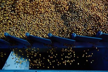 Image showing Soy Bean Seed before crack. Shallow dof.