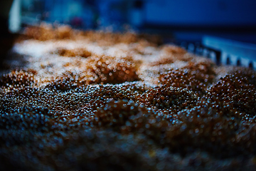 Image showing Soy Bean Seed before crack. Shallow dof.