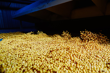 Image showing Soy Bean Seed before crack. Shallow dof.