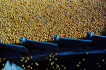 Image showing Soy Bean Seed before crack. Shallow dof.