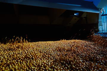 Image showing Soy Bean Seed before crack. Shallow dof.