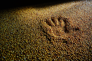 Image showing Soy Bean Seed before crack. Shallow dof.