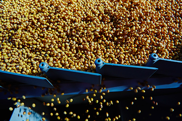 Image showing Soy Bean Seed before crack. Shallow dof.