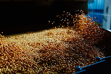 Image showing Soy Bean Seed before crack. Shallow dof.