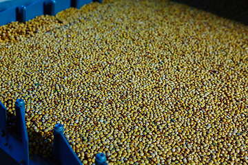 Image showing Soy Bean Seed before crack. Shallow dof.