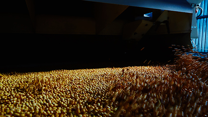 Image showing Soy Bean Seed before crack. Shallow dof.