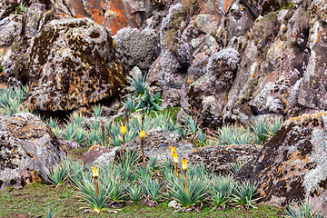 Image showing flower of Kniphofia foliosa, Bale Mountains, Ethiopia