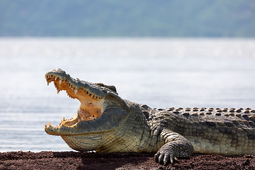 Image showing big nile crocodile, Chamo lake Ethiopia, Africa