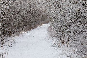 Image showing Winter landscape covered with snowfall