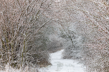 Image showing Winter landscape covered with snowfall