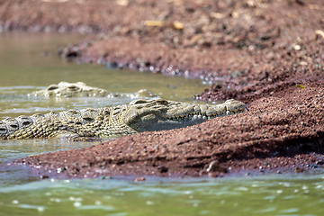 Image showing big nile crocodile, Chamo lake Ethiopia, Africa