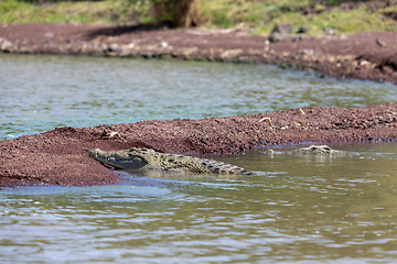 Image showing big nile crocodile, Chamo lake Ethiopia, Africa