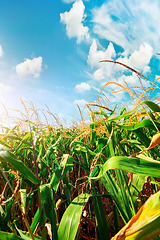 Image showing Field with green corn