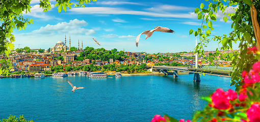 Image showing Flowers in Istanbul