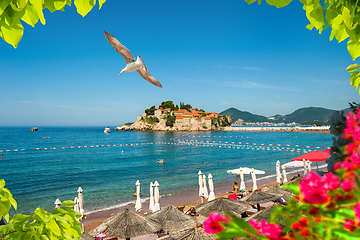 Image showing Flowers in Montenegro