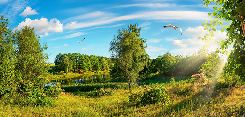 Image showing Forest and field by day