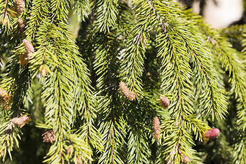 Image showing green needles