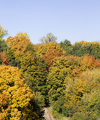 Image showing different deciduous trees