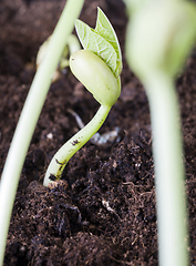 Image showing green bean sprouts