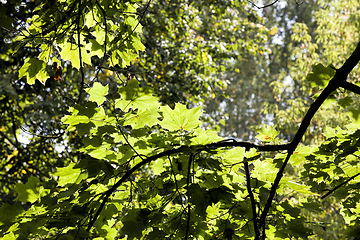 Image showing kinds of trees