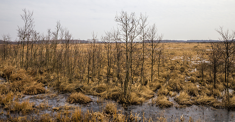 Image showing snow-covered swamp area