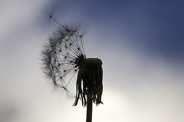 Image showing beautiful dandelion