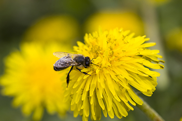 Image showing beautiful dandelion