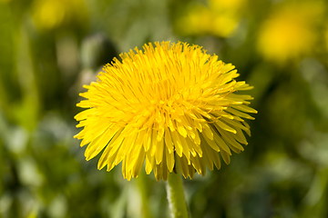 Image showing yellow dandelion