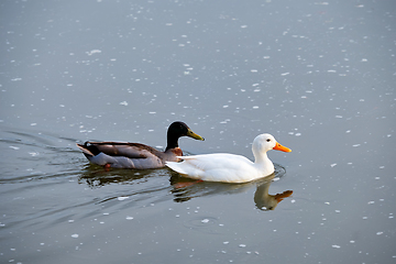 Image showing White pekin and mallard duck dabbling ducks in river