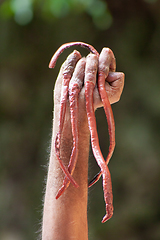 Image showing Indian hindu guru growing nail for his whole life, showing his hands to the gods.