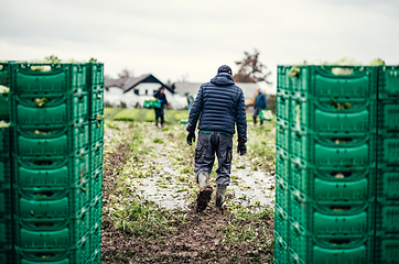 Image showing Letuce heads in wooden baskets after manual harvest on organic letuce farm. Agriculture and ecological farming concept.