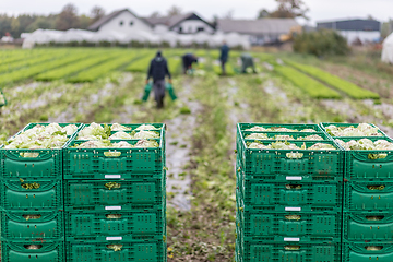 Image showing Letuce heads in wooden baskets after manual harvest on organic letuce farm. Agriculture and ecological farming concept.