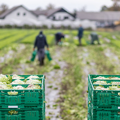 Image showing Letuce heads in wooden baskets after manual harvest on organic letuce farm. Agriculture and ecological farming concept.