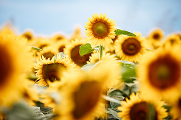 Image showing Standing out from the crowd concept. Wonderful panoramic view of field of sunflowers by summertime. One flower growing taller than the others.