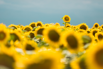 Image showing Standing out from the crowd concept. Wonderful panoramic view of field of sunflowers by summertime. One flower growing taller than the others.